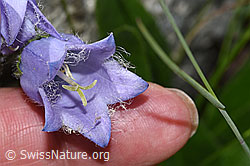 F279049: Bärtige Glockenblume (Campanula barbata)