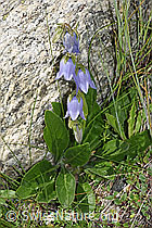 F279052: Bärtige Glockenblume (Campanula barbata)