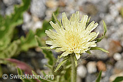 Foto: Weissliches Habichtskraut (Hieracium intybaceum)