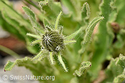 Foto: Weissliches Habichtskraut (Hieracium intybaceum)