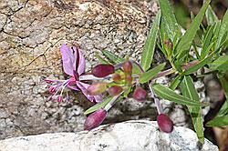 Fleischers Weidenröschen (Epilobium fleischeri) (08.2024, F279078)