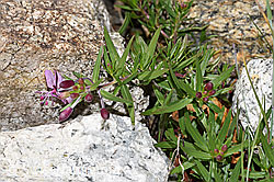 Fleischers Weidenröschen (Epilobium fleischeri) (08.2024, F279080)