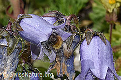 Distelhummel (Bombus soroeensis) an Bärtiger Glockenblume (Campanula barbata) (F279094) Distelhummel (Bombus soroeensis) an Bärtiger Glockenblume (Campanula barbata) (F279094)