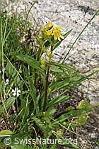 Alpen-Goldrute (Solidago virgaurea ssp. minuta) (F279104) Alpen-Goldrute (Solidago virgaurea ssp. minuta) (F279104)