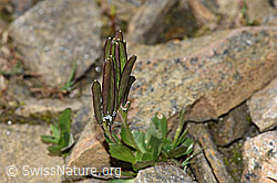 F280605: Bläuliche Gänsekresse (Arabis caerulea)