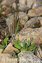 F280607: Bläuliche Gänsekresse (Arabis caerulea)