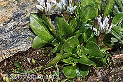 F280615: Bläuliche Gänsekresse (Arabis caerulea)