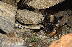 Berglandhummel (Bombus monticola) (F280640) Berglandhummel (Bombus monticola) (F280640)