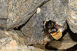 Berglandhummel (Bombus monticola) (F280641) Berglandhummel (Bombus monticola) (F280641)