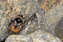 Berglandhummel (Bombus monticola) (F280643) Berglandhummel (Bombus monticola) (F280643)