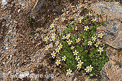 Gefurchter Steinbrech (Saxifraga exarata) (F280818) Gefurchter Steinbrech (Saxifraga exarata) (F280818)
