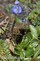 Alpen-Ehrenpreis (Veronica alpina) (F280846) Alpen-Ehrenpreis (Veronica alpina) (F280846)