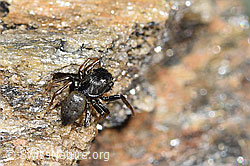 Gelbbeinige Sonnenspringspinne (Heliophanus flavipes) (F280885) Gelbbeinige Sonnenspringspinne (Heliophanus flavipes) (F280885)