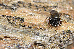 Gelbbeinige Sonnenspringspinne (Heliophanus flavipes) (F280888) Gelbbeinige Sonnenspringspinne (Heliophanus flavipes) (F280888)