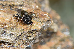 Gelbbeinige Sonnenspringspinne (Heliophanus flavipes) (F280889) Gelbbeinige Sonnenspringspinne (Heliophanus flavipes) (F280889)