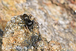 Gelbbeinige Sonnenspringspinne (Heliophanus flavipes) (F280891) Gelbbeinige Sonnenspringspinne (Heliophanus flavipes) (F280891)