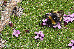 Heide-Erdhummel (Bombus cryptarum) auf Kalk-Polsternelke (Silene acaulis) (F280894) Heide-Erdhummel (Bombus cryptarum) auf Kalk-Polsternelke (Silene acaulis) (F280894)