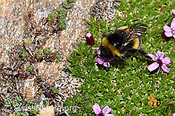 Heide-Erdhummel (Bombus cryptarum) auf Kalk-Polsternelke (Silene acaulis) (F280896) Heide-Erdhummel (Bombus cryptarum) auf Kalk-Polsternelke (Silene acaulis) (F280896)