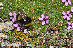 Heide-Erdhummel (Bombus cryptarum) auf Kalk-Polsternelke (Silene acaulis) (08.2024, F280897)