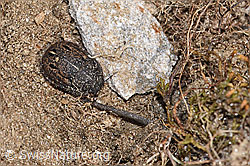 Foto: Odontoscelis fuliginosa (Schildwanze)