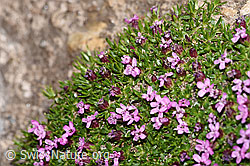 F280997: Kalk-Polsternelke (Silene acaulis)