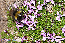 Distelhummel (Bombus soroeensis) an Kalk-Polsternelke (Silene acaulis) (F281002)