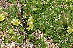 Schwarze Schlupfwespe (Pimpla rufipes) an Zwerg-Miere (Minuartia sedoides) (F281019) Schwarze Schlupfwespe (Pimpla rufipes) an Zwerg-Miere (Minuartia sedoides) (F281019)