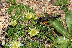 Schwarze Schlupfwespe (Pimpla rufipes) an Zwerg-Miere (Minuartia sedoides) (F281021) Schwarze Schlupfwespe (Pimpla rufipes) an Zwerg-Miere (Minuartia sedoides) (F281021)