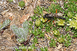 Schwarze Schlupfwespe (Pimpla rufipes) an Zwerg-Miere (Minuartia sedoides) (F281022) Schwarze Schlupfwespe (Pimpla rufipes) an Zwerg-Miere (Minuartia sedoides) (F281022)