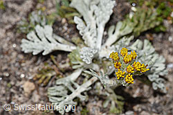Graues Greiskraut (Senecio incanus) (F281151) Graues Greiskraut (Senecio incanus) (F281151)