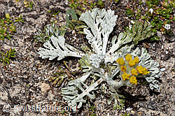 Graues Greiskraut (Senecio incanus) (F281152) Graues Greiskraut (Senecio incanus) (F281152)