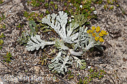 Graues Greiskraut (Senecio incanus) (F281153) Graues Greiskraut (Senecio incanus) (F281153)