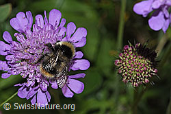 Pyrenäenhummel (Bombus pyrenaeus) auf Glänzender Skabiose (Scabiosa lucida) (F285366)