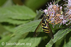 Gemeine Wespenschwebfliege (Chrysotoxum cautum) auf Rossminze (Mentha longifolia) (F287386)