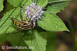 Grosse Sumpfschwebfliege (Helophilus trivittatus) auf Rossminze (Mentha longifolia) (F287422)