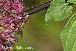 Foto: Rotbraune Sichelwanze (Nabis rugosus) an Echtem Dost (Origanum vulgare)