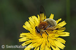Foto: Gelbbraune Gebirgsschwebfliege (Arctophila superbiens)