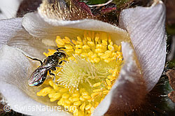 F288953: Dunkelgrüne Schmalbiene (Lasioglossum morio) auf Frühlings-Anemone (Pulsatilla vernalis)