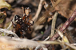 F288980: Bunte Bodenkugelspinne (Asagena phalerata)