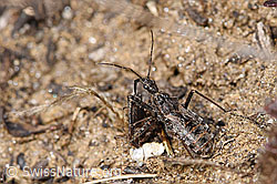 F288993: Kurzflügelige Raubwanze (Coranus subapterus)