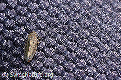 Zikade der Gattung Psammotettix (F289036) Zikade der Gattung Psammotettix (F289036)