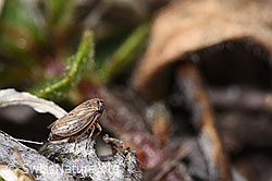 Wiesen-Dickkopfzikade (Anaceratagallia ribauti) (F289044) Wiesen-Dickkopfzikade (Anaceratagallia ribauti) (F289044)