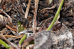 Foto: Trapezonotus desertus (Wanze)
