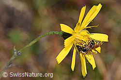 Rotbeinige Furchenbiene (Halictus rubicundus) auf Blume (F289314) Rotbeinige Furchenbiene (Halictus rubicundus) auf Blume (F289314)