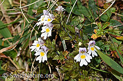 F289350: Gebräuchlicher Augentrost (Euphrasia rostkoviana)