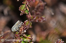F289365: Bunte Graszirpe (Errastunus ocellaris) auf Besenheide (Calluna vulgaris)