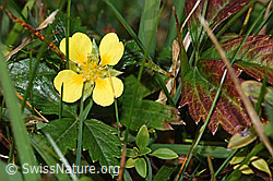 F289781: Blutwurz (Potentilla erecta)
