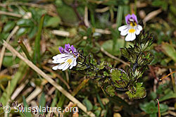 F289786: Gebräuchlicher Augentrost (Euphrasia rostkoviana)