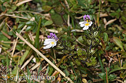 F289788: Gebräuchlicher Augentrost (Euphrasia rostkoviana)