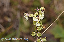 F289799: Salbeiblättriger Gamander (Teucrium scorodonia)
